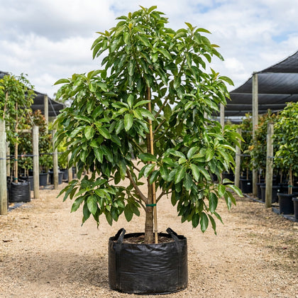 Bacon Avocado Tree - Persea americana 'Bacon'