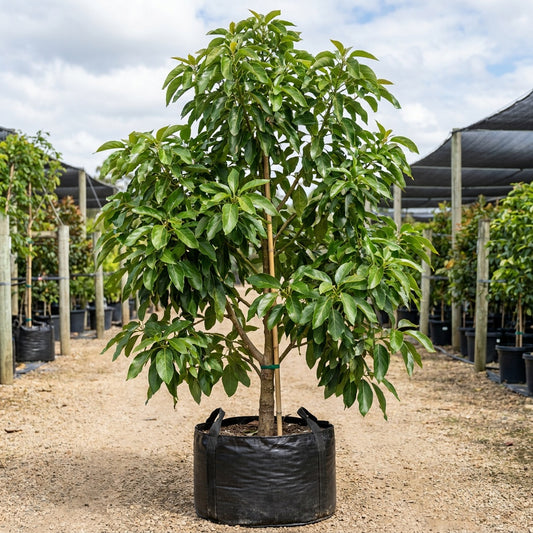 Bacon Avocado Tree - Persea americana 'Bacon'