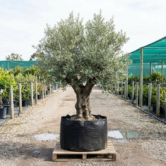 Bambalina Olive - Olea europaea ‘Bambalina’