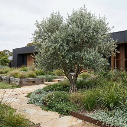 Bambalina Olive - Olea europaea ‘Bambalina’