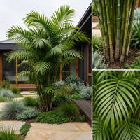 Bamboo Palm Tree - Chamaedorea seifrizii