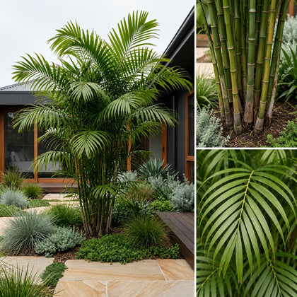 Bamboo Palm Tree - Chamaedorea seifrizii