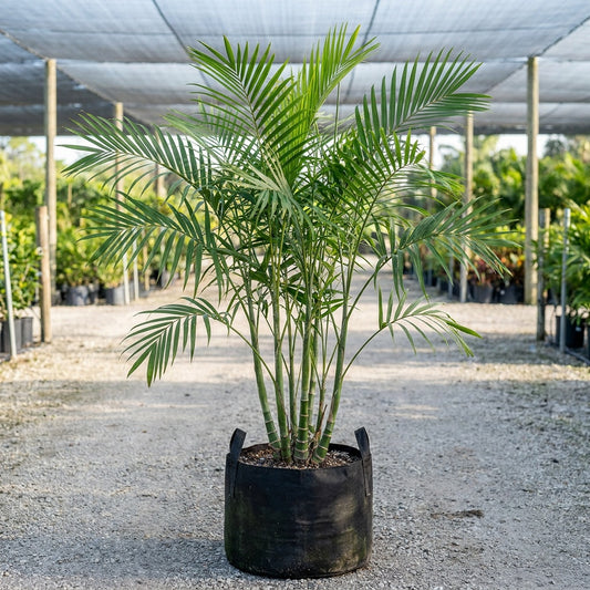 Bamboo Palm Tree - Chamaedorea seifrizii