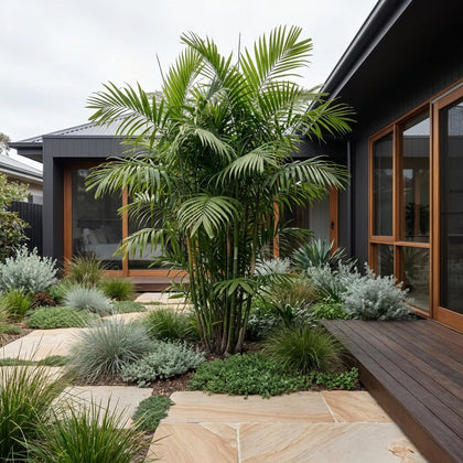Bamboo Palm Tree - Chamaedorea seifrizii
