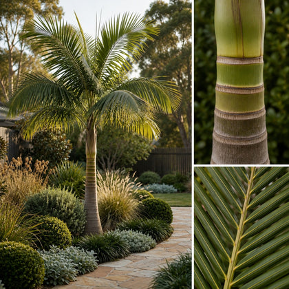 Bangalow Palm - Archontophoenix cunninghamiana