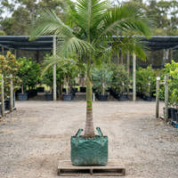 Bangalow Palm - Archontophoenix cunninghamiana