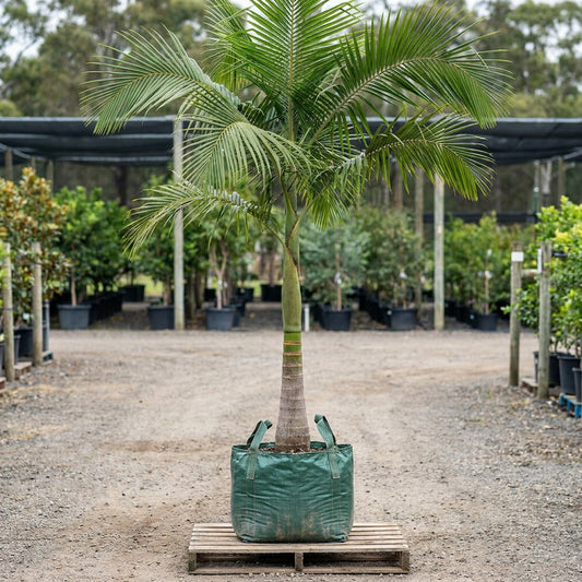 Bangalow Palm - Archontophoenix cunninghamiana
