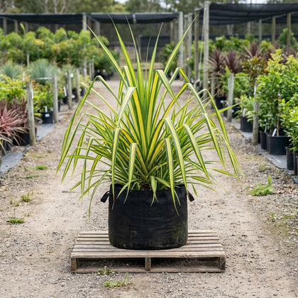 Baptist's Pandanus - Pandanus baptistii