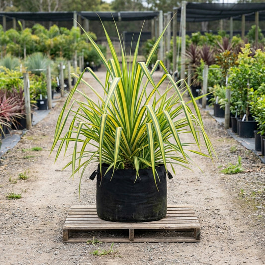 Baptist's Pandanus - Pandanus baptistii
