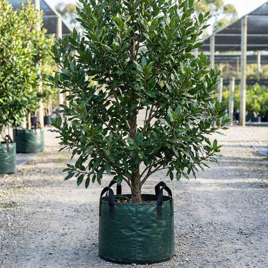 Bay Leaf - Laurus nobilis