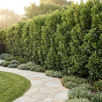 Bay Leaf - Laurus nobilis