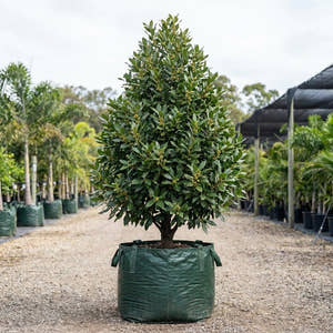 Bay Tree - Laurus ‘Miles Choice’