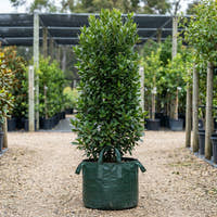 Bay Tree - Laurus nobilis ‘Miles Choice’