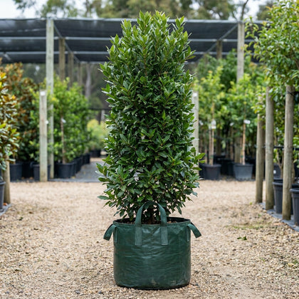 Bay Tree - Laurus nobilis ‘Miles Choice’