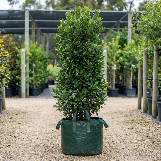 Bay Tree - Laurus nobilis ‘Miles Choice’