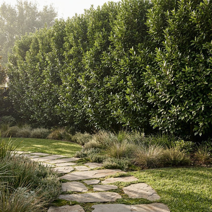 Bay Tree - Laurus nobilis ‘Miles Choice’