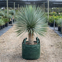 Beaked Yucca - Yucca rostrata