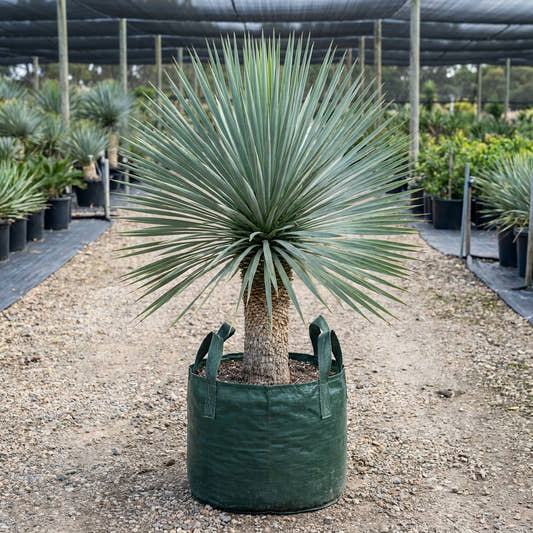 Beaked Yucca - Yucca rostrata
