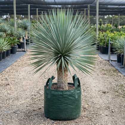 Beaked Yucca - Yucca rostrata