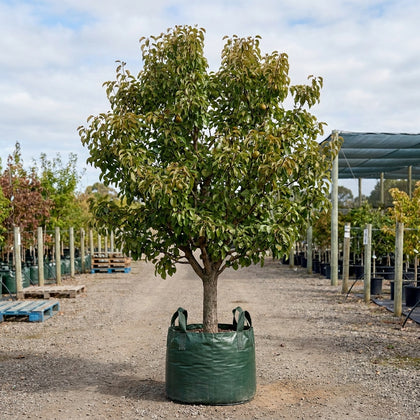 Beurre Bosc Pear - Pyrus communis 'Beurre Bosc'