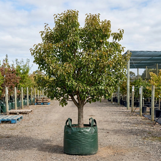 Beurre Bosc Pear - Pyrus communis 'Beurre Bosc'