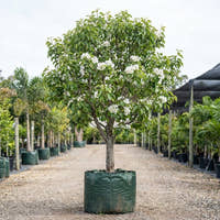 Beurre Bosc Pear - Pyrus communis ‘Beurre Bosc’