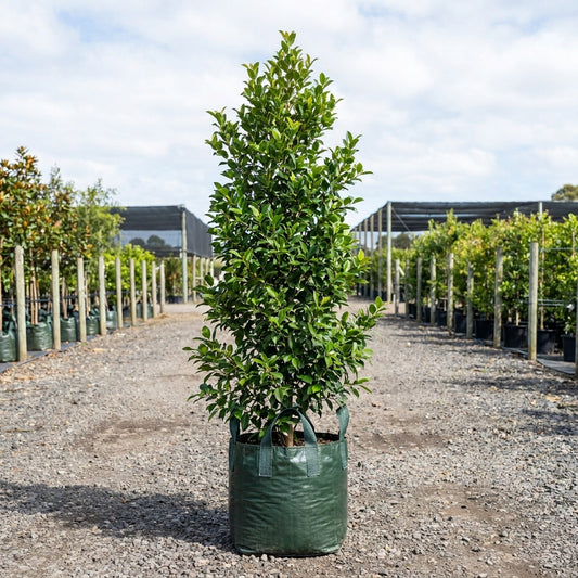 Big Red Lilly Pilly - Syzygium australe 'Big Red'