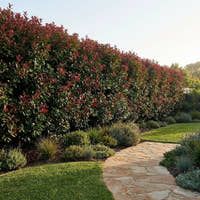 Big Red Lilly Pilly - Syzygium australe ‘Big Red’