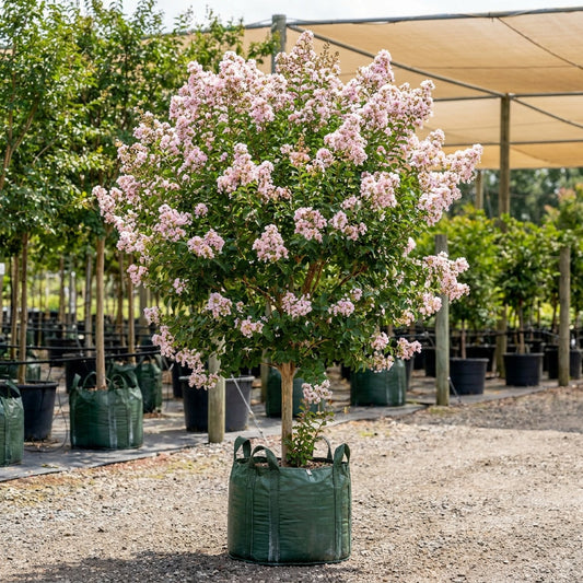 Biloxi Crepe Myrtle - Lagerstroemia ‘Biloxi’