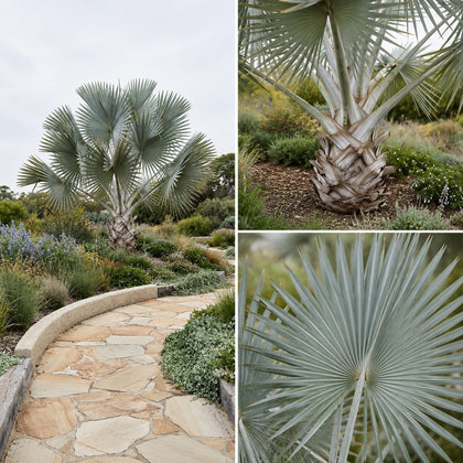 Bismarck Palm - Bismarckia nobilis