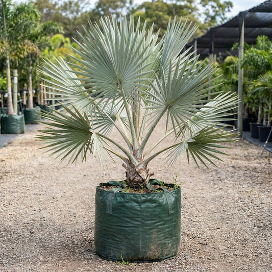 Bismarck Palm - Bismarckia nobilis