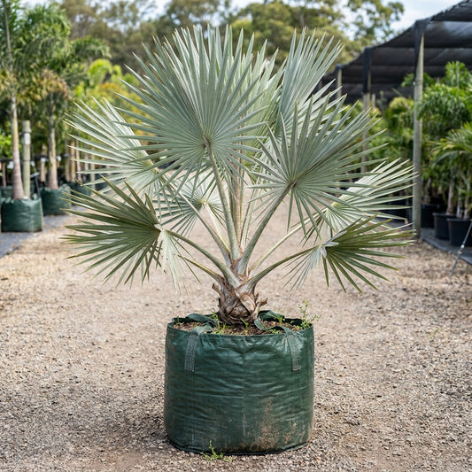 Bismarck Palm - Bismarckia nobilis