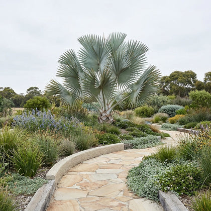 Bismarck Palm - Bismarckia nobilis