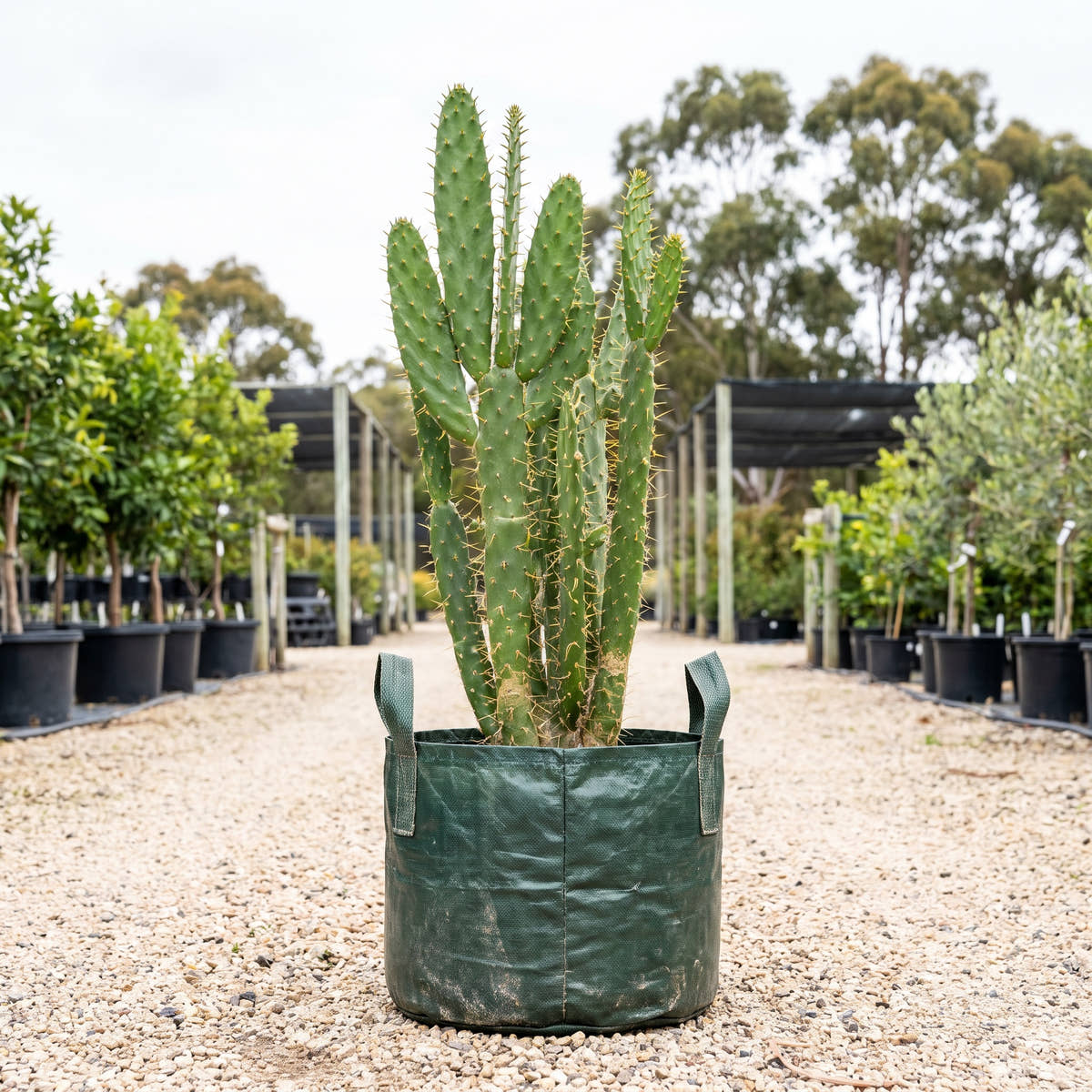 Drooping Prickly Pear - Opuntia monacantha