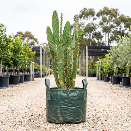 Drooping Prickly Pear - Opuntia monacantha