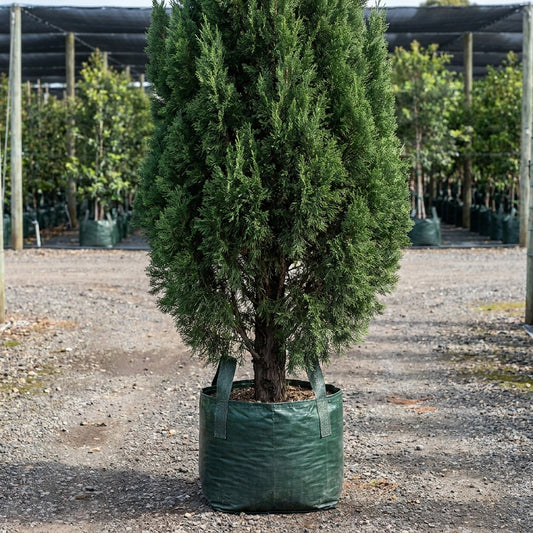 Black Cypress Pine - Callitris endlicheri