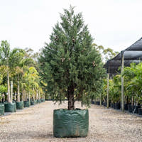 Black Cypress Pine - Callitris endlicheri