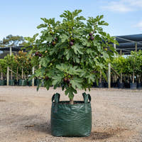 Black Genoa Fig Tree - Ficus carica ‘Black Genoa’