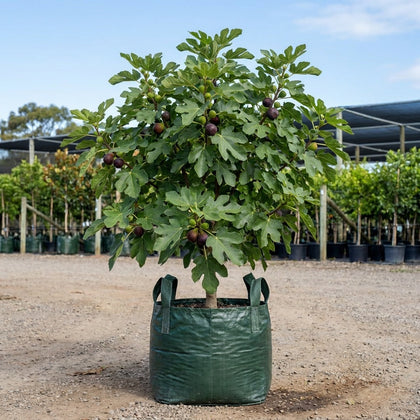 Black Genoa Fig Tree - Ficus carica 'Black Genoa'