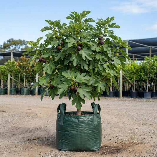 Black Genoa Fig Tree - Ficus carica 'Black Genoa'