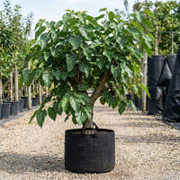 Black Mulberry - Morus nigra
