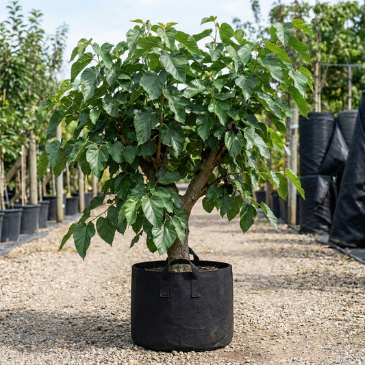 Black Mulberry - Morus nigra