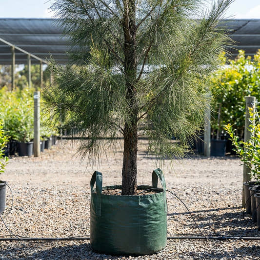 Black Sheoak - Allocasuarina littoralis