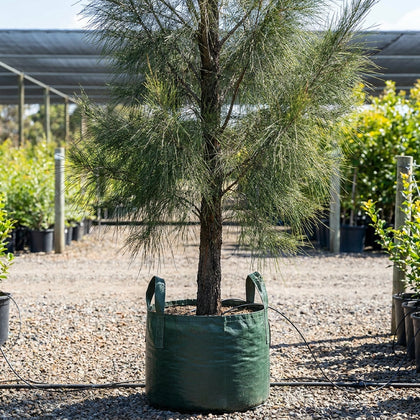 Black Sheoak - Allocasuarina littoralis
