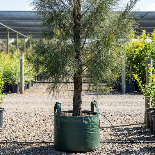 Black Sheoak - Allocasuarina littoralis