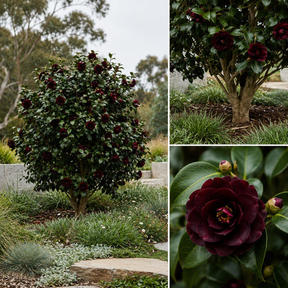 Black Tie Camellia - Camellia japonica 'Black Tie'