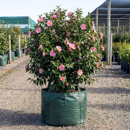 Black Tie Camellia - Camellia japonica 'Black Tie'