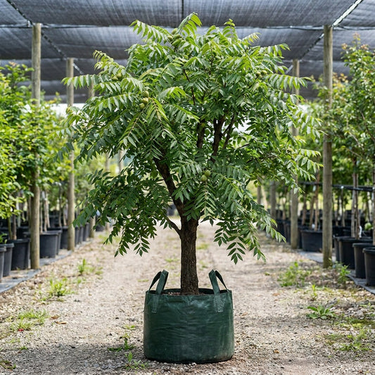 Black Walnut - Juglans nigra