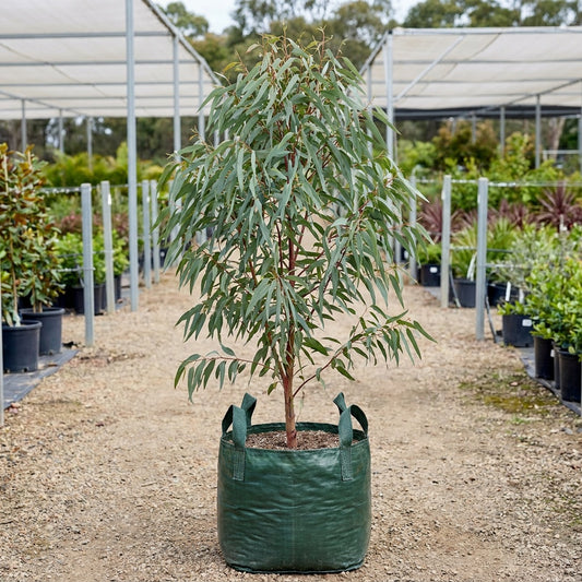 Blakely’s Red Gum - Eucalyptus blakelyi