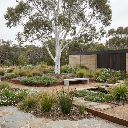 Blakely’s Red Gum - Eucalyptus blakelyi